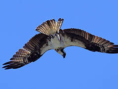 Western Osprey