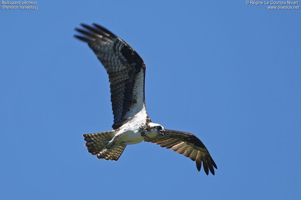 Western Osprey