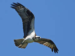 Western Osprey