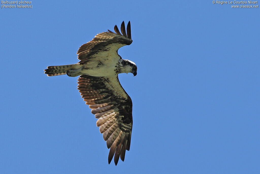 Western Osprey