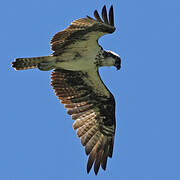 Western Osprey