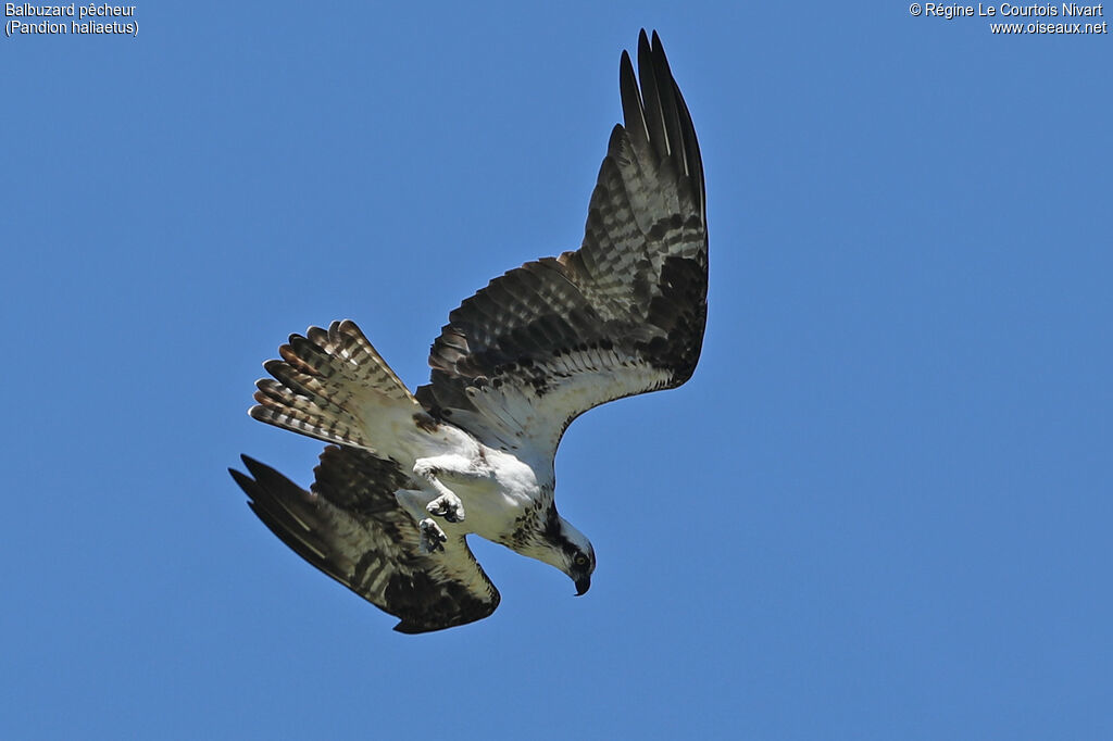 Balbuzard pêcheur