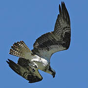 Western Osprey