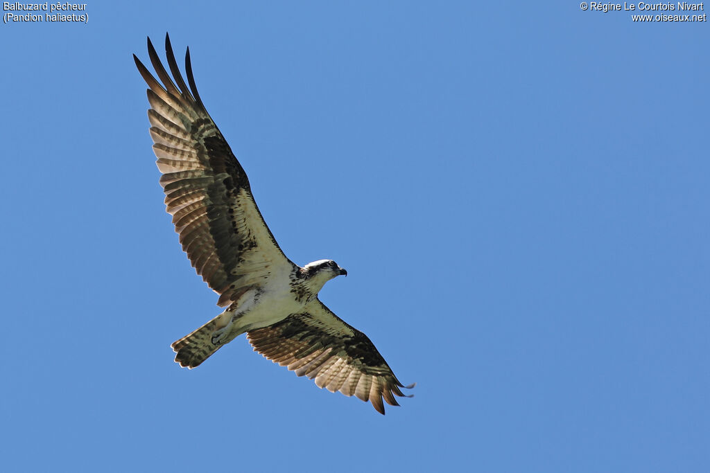 Western Osprey