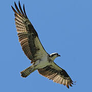 Western Osprey