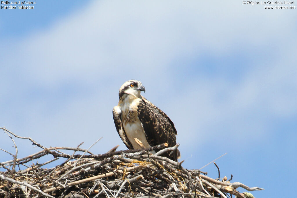 Western Osprey, Reproduction-nesting