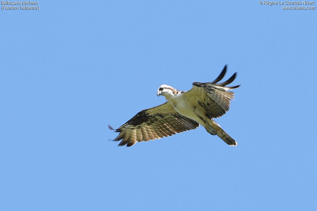 Osprey