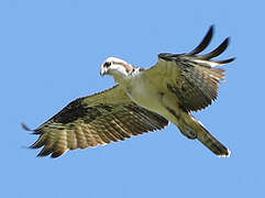 Western Osprey