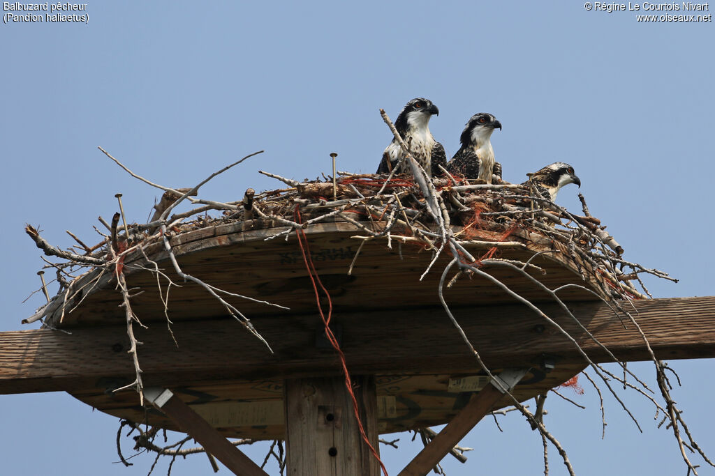 Western Ospreyjuvenile, Reproduction-nesting