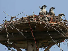 Western Osprey