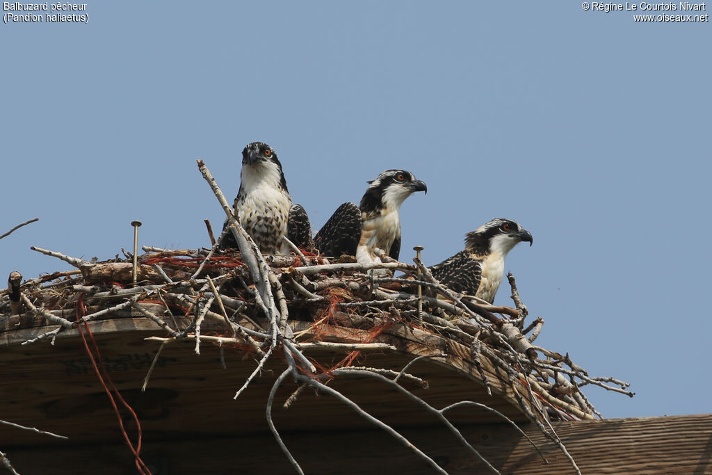 Western Ospreyjuvenile, Reproduction-nesting