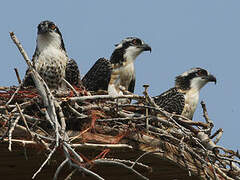 Western Osprey