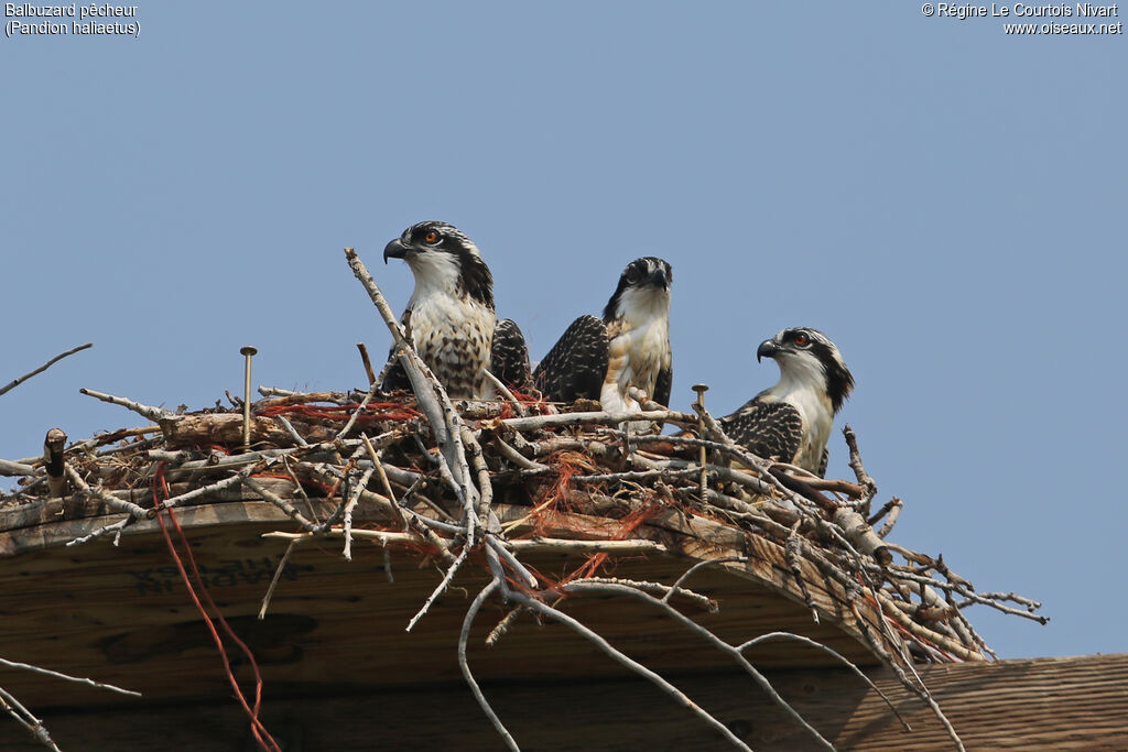 Western Ospreyjuvenile, Reproduction-nesting