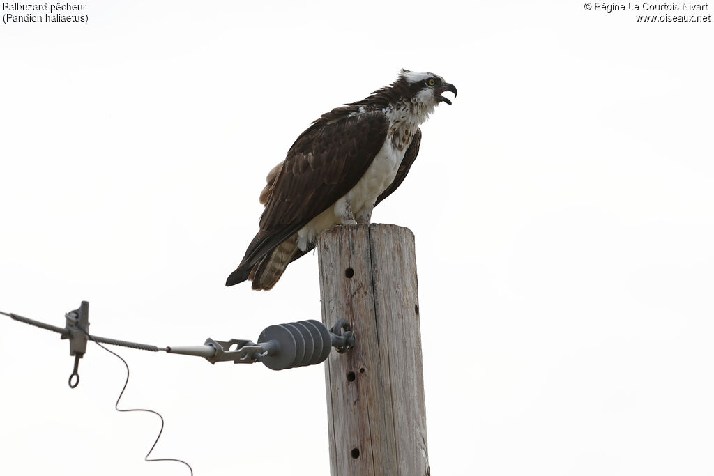 Western Ospreyadult