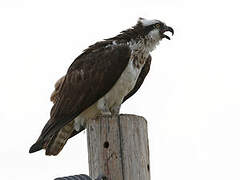 Western Osprey