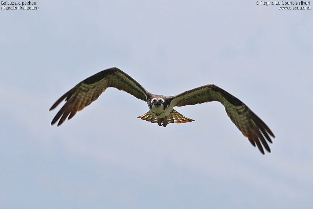 Western Osprey