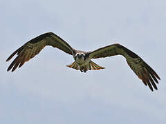 Western Osprey