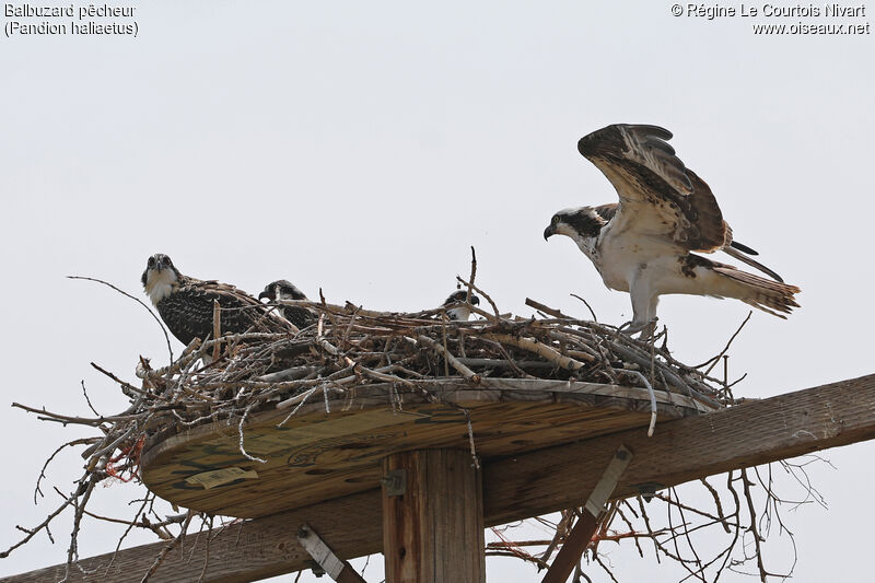 Western Osprey, Reproduction-nesting