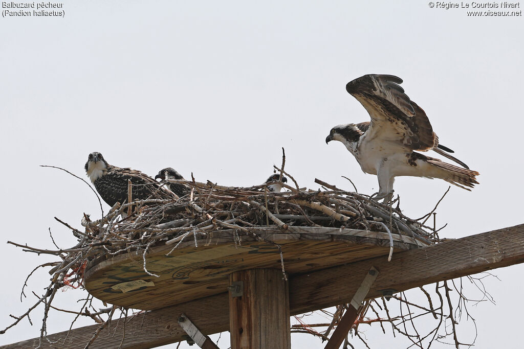 Western Osprey, Reproduction-nesting