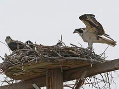 Western Osprey