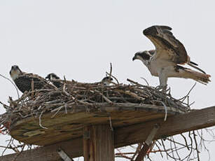 Balbuzard pêcheur