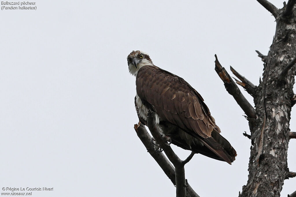 Osprey