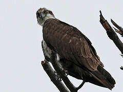 Western Osprey