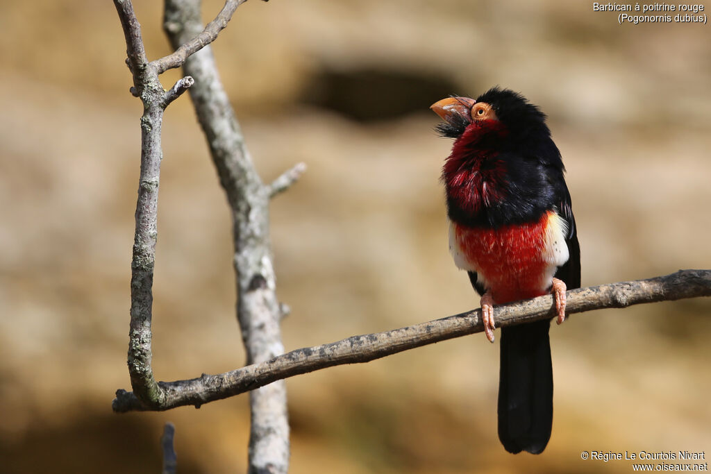 Bearded Barbet