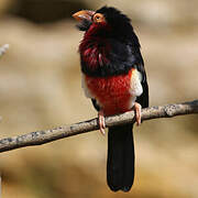 Bearded Barbet