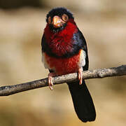 Bearded Barbet