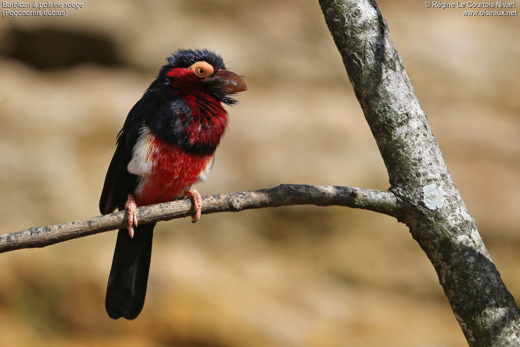 Bearded Barbet