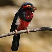 Bearded Barbet