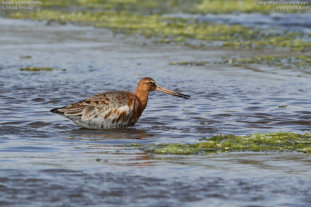 Black-tailed Godwit