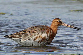 Black-tailed Godwit