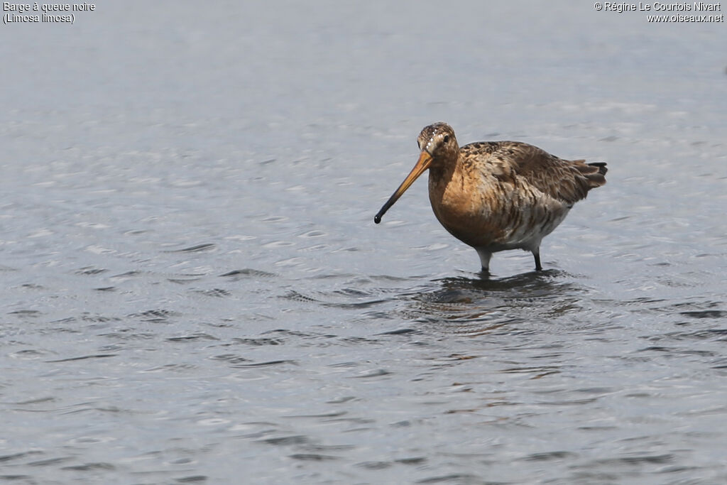 Black-tailed Godwit