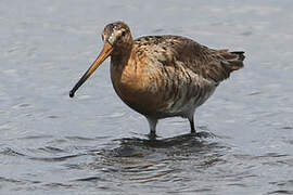 Black-tailed Godwit