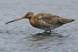 Black-tailed Godwit