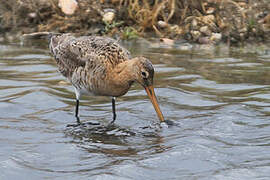 Black-tailed Godwit