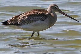 Black-tailed Godwit