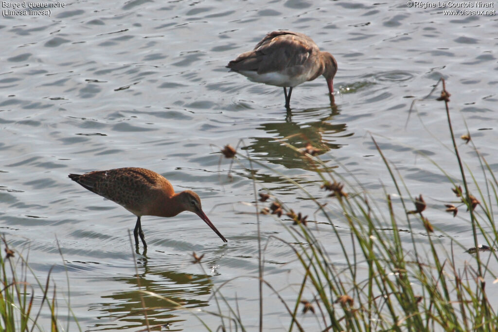 Black-tailed Godwit