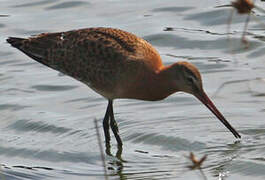 Black-tailed Godwit