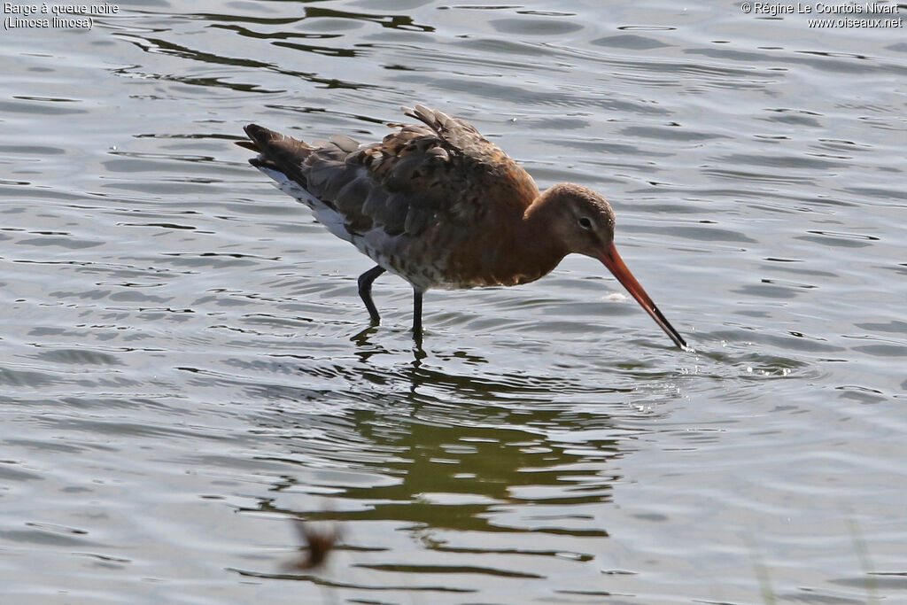 Black-tailed Godwit