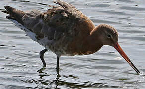 Black-tailed Godwit