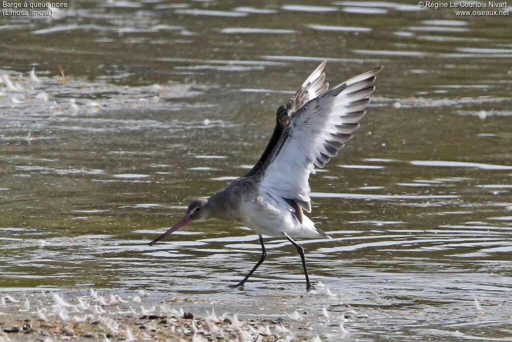 Black-tailed Godwit