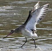 Black-tailed Godwit