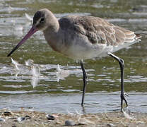 Black-tailed Godwit