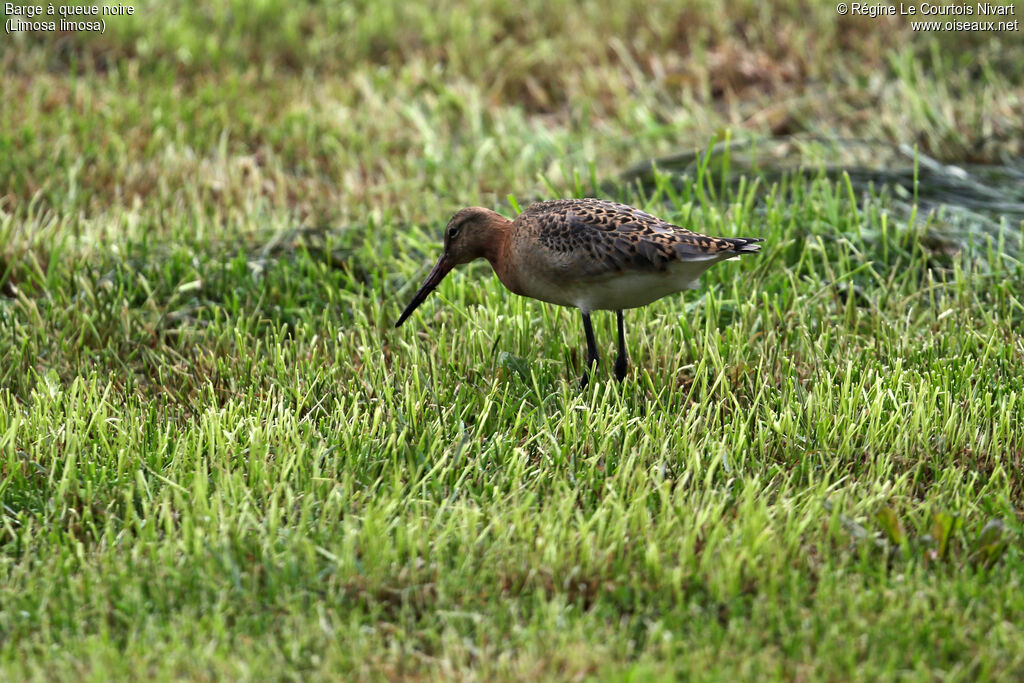 Black-tailed Godwit