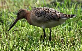 Black-tailed Godwit