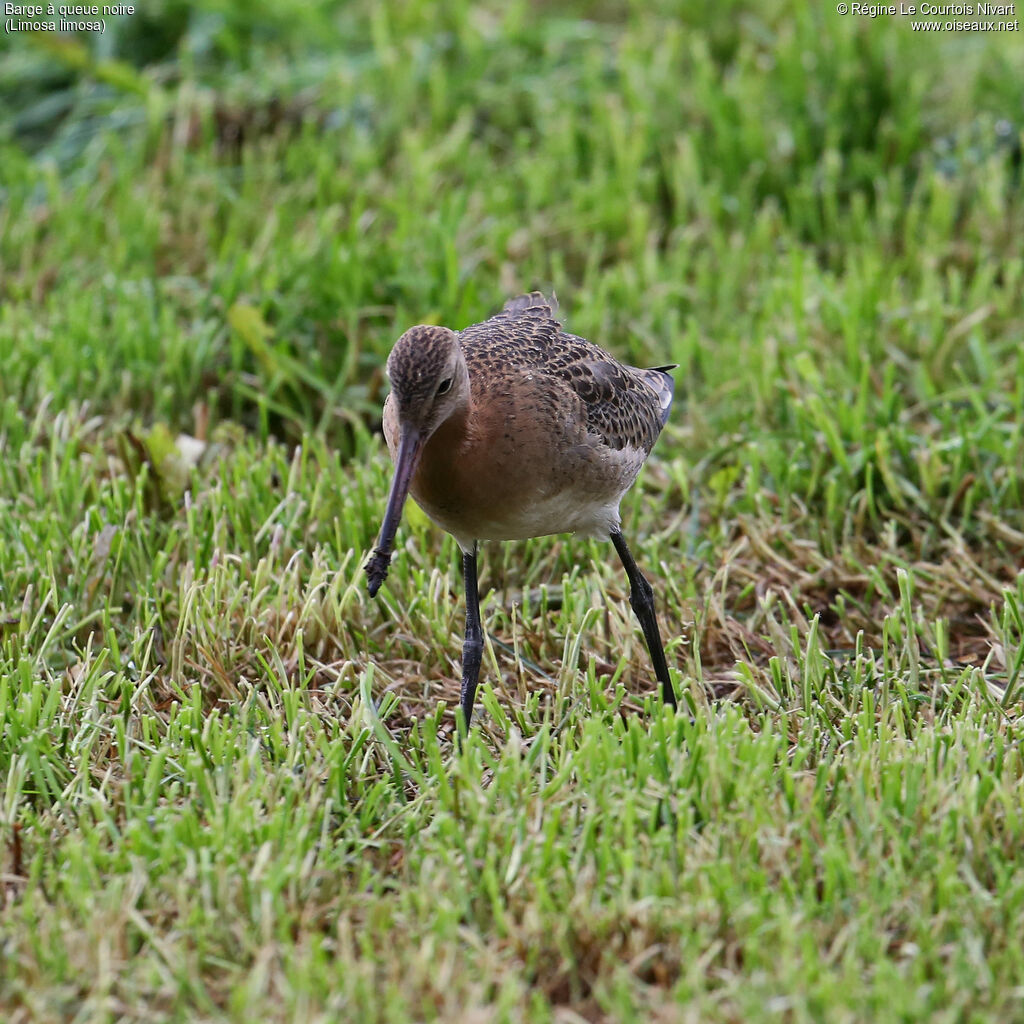 Black-tailed Godwit