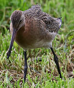 Black-tailed Godwit